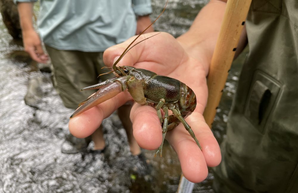 Volunteer holds a crayfish in their hand