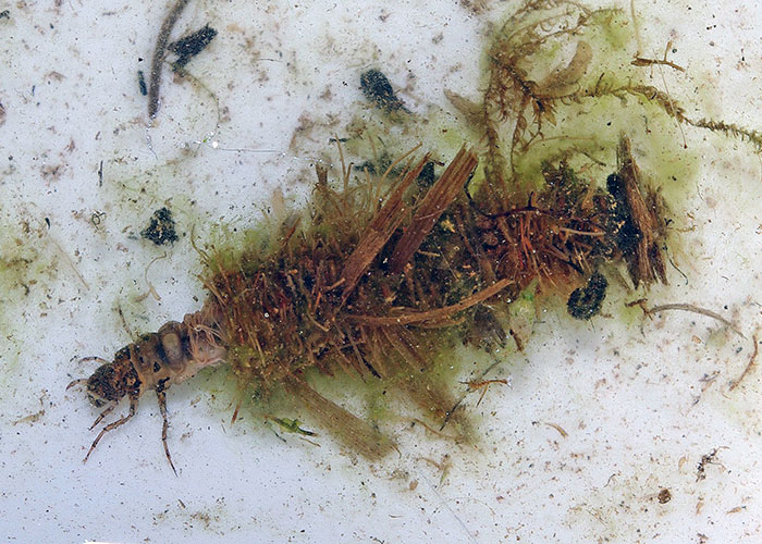 A close up photo of a caddisfly larva, with part of its body hidden in its home made of twigs and plant matter.