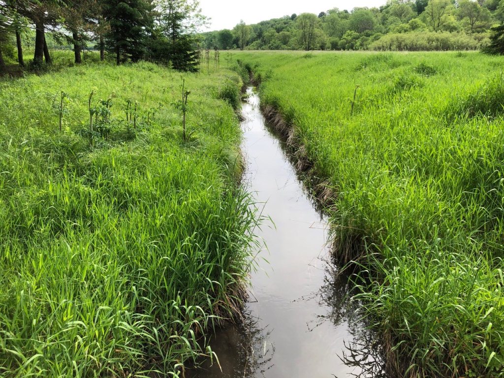 A narrow, calm stream flowing straight through a grassland, with a forest in the background.