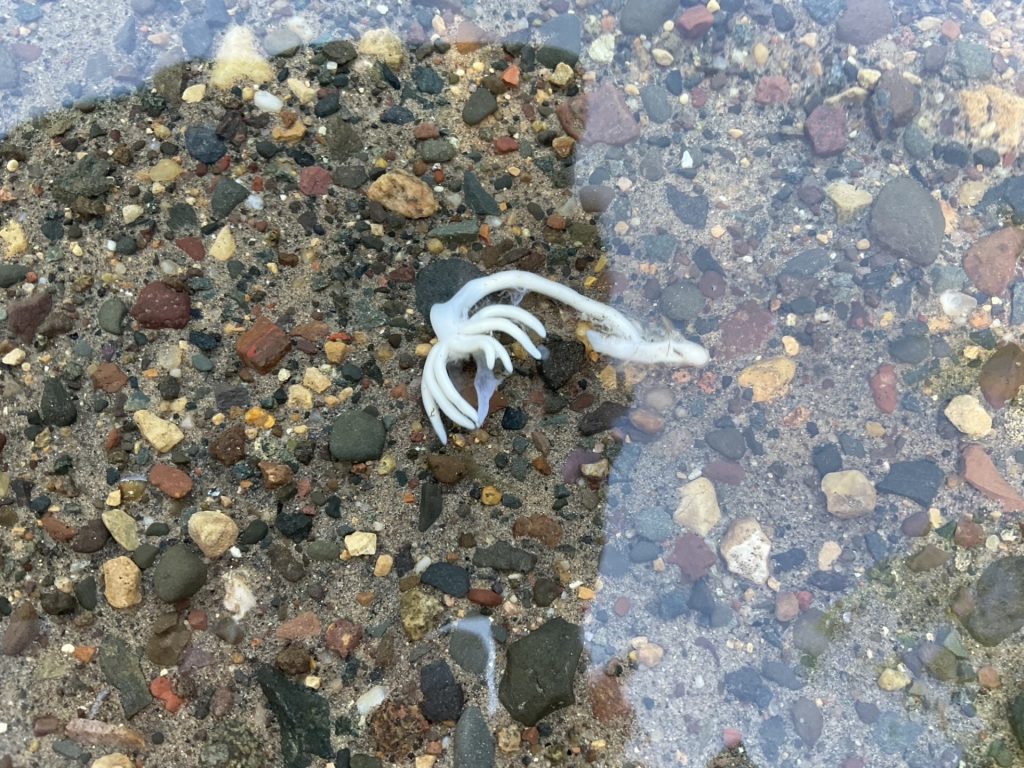 A mysterious, pale white rubbery object that has seven short tentacles and a long tail. The mystery find lays on the pebbly surface of a lake or stream bed under shallow, clear water. It appears to be about 2-3 inches long.