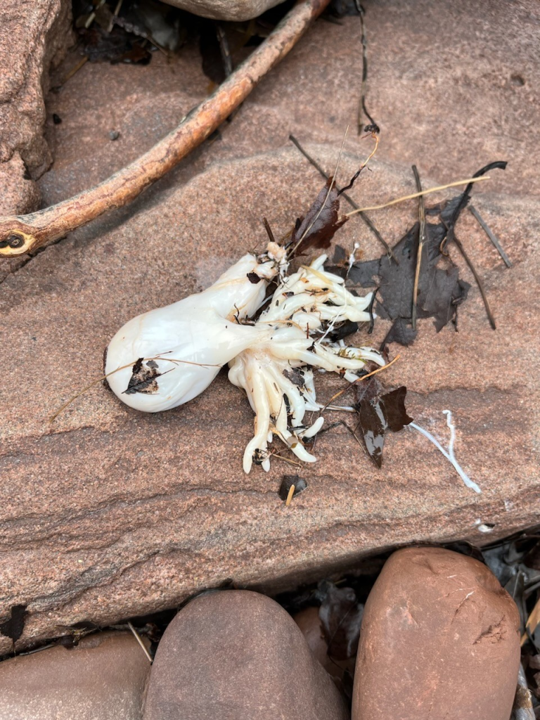 A mysterious, pale white rubbery object sitting on a rock, that has a round part attached to more than 15 short tentacles. It appears to be about 3 to 5 inches long.