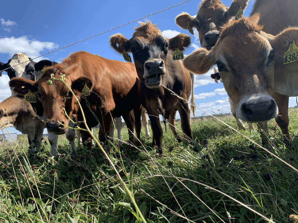 A close-up photo of five cows looking at the camera as they stand in a grassy pasture.