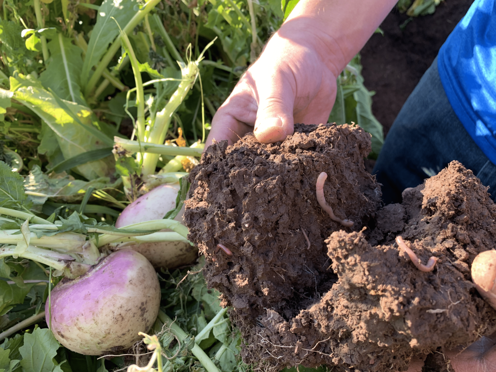 A person's hand holding a clump of soil with earthworms, and two purple-top turnips growing in the background.