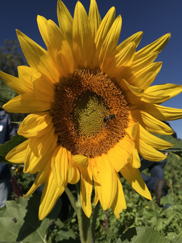 A close up photo of a large yellow sunflower head with a bee on it.