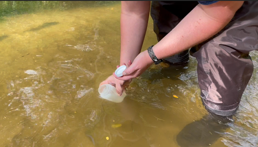Volunteer collecting a water sample in a stream.