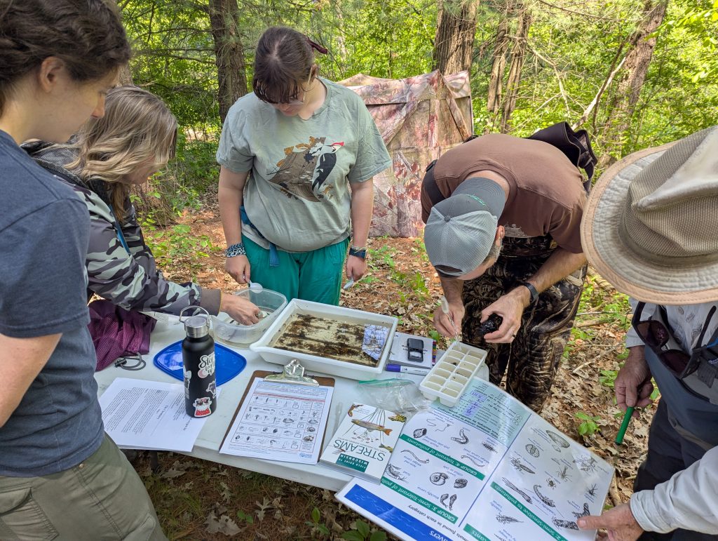 A group of volunteers examining macroinvertebrates using the WAV biotic index during a stream training. 