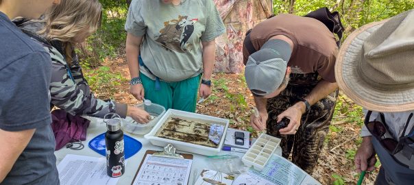 A group of volunteers examining macroinvertebrates using the WAV biotic index during a stream training.