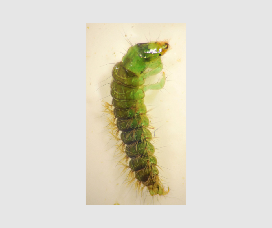 Caddisfly family Rhyacophilidae.