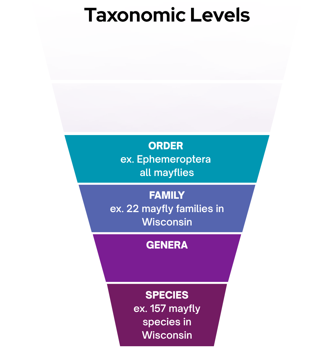 Taxonomic levels chart