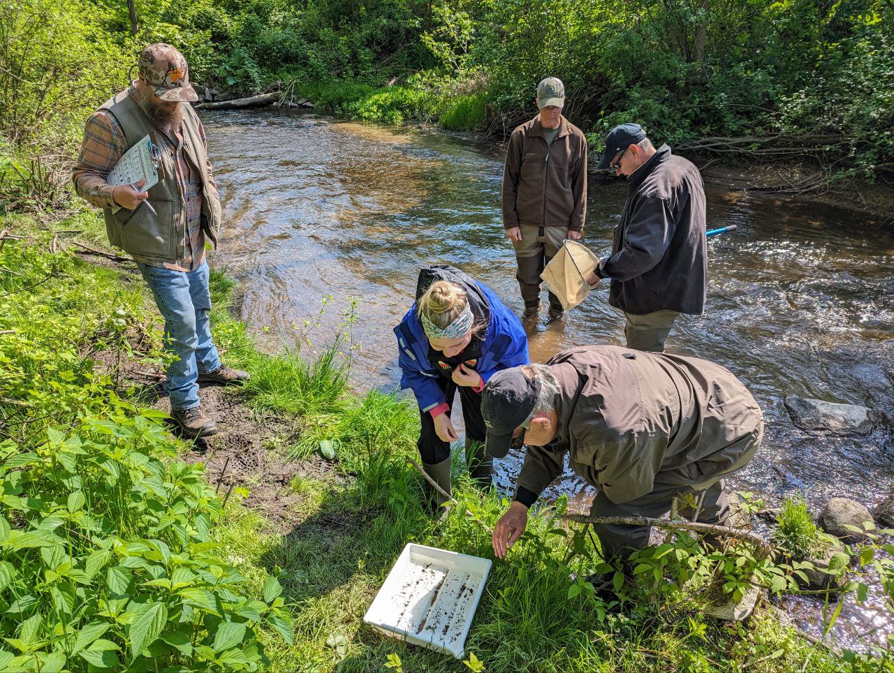 A group of volunteers examine a tray of macroinvertebrates on a stream bank. It is a sunny day.