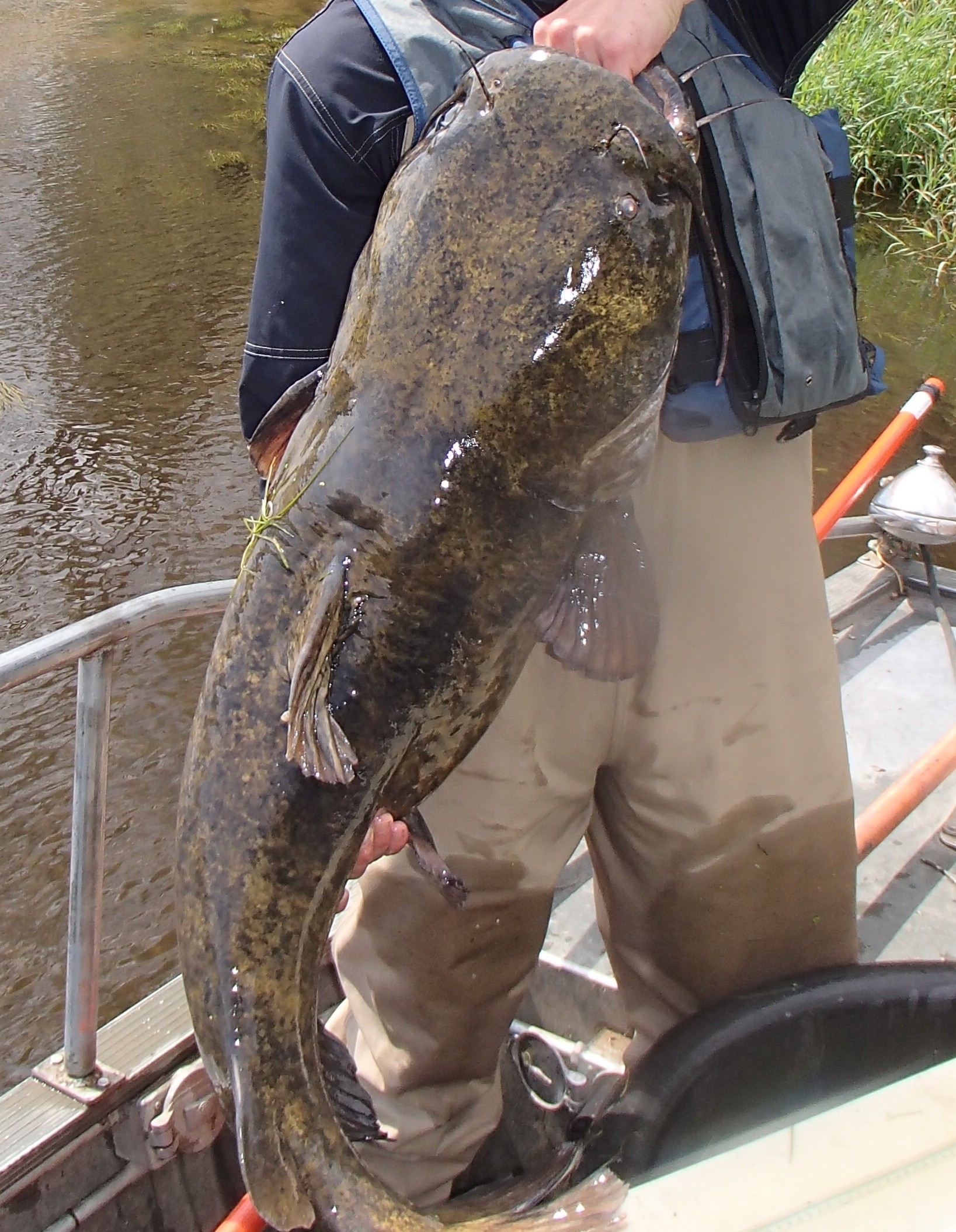 Flathead catfish