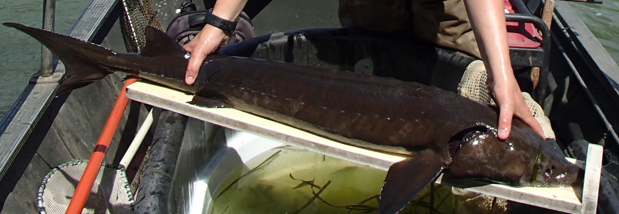 Lake Sturgeon