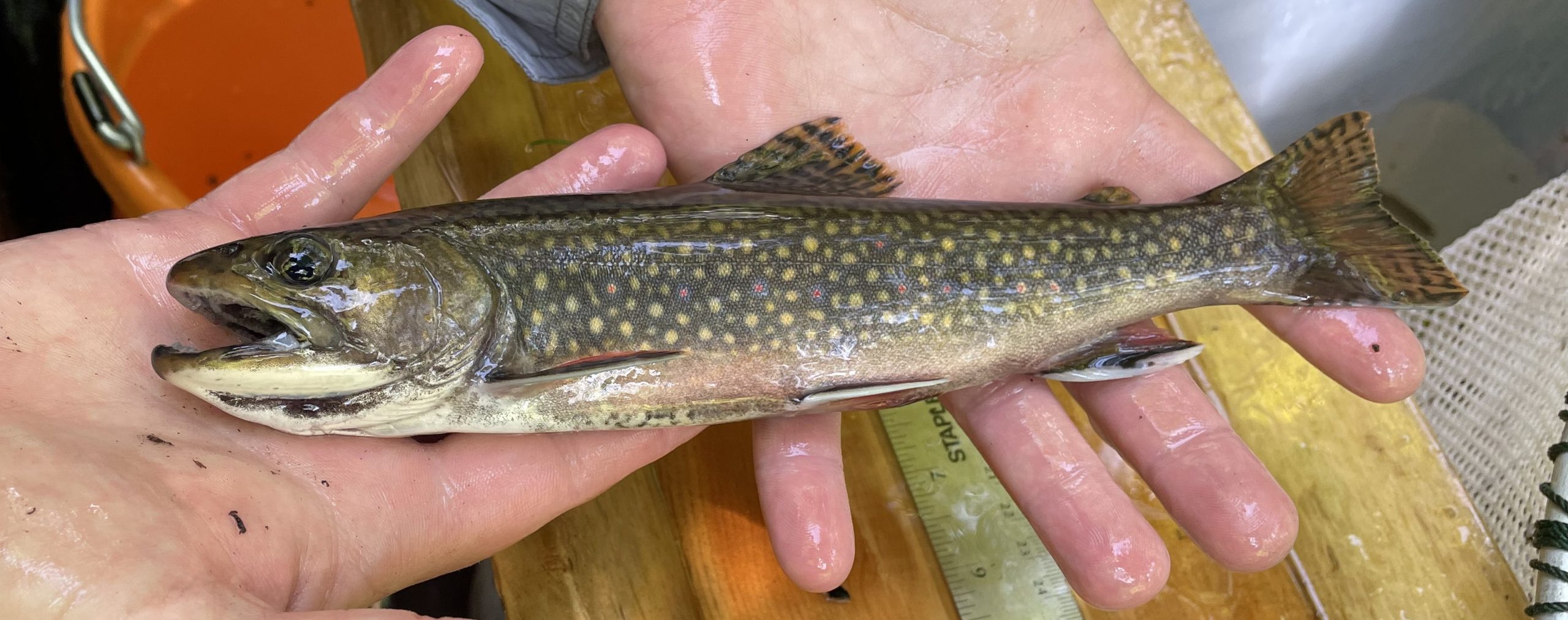 Brook Trout