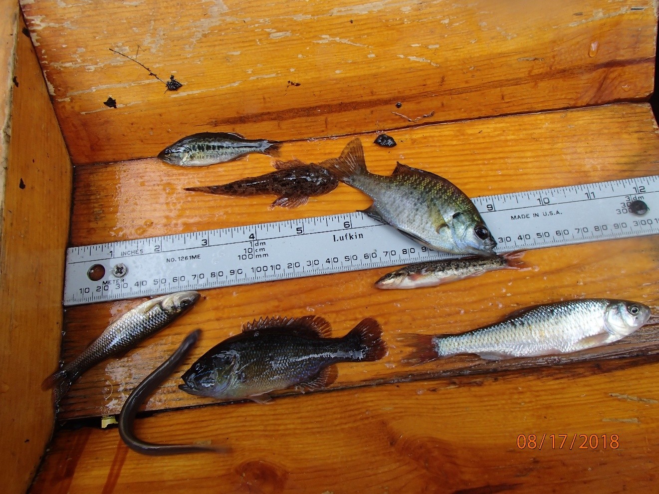Diversity of a fish community found in streams across Wisconsin. Photo by Dave Bolha.