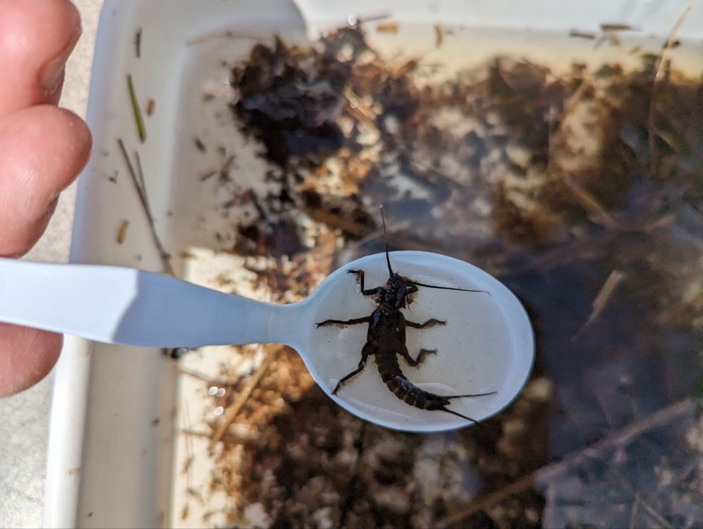A large stonefly larvae sits in a plastic spoon, held above a sampling tray.