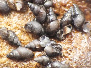 close up of invasive snails on a rock
