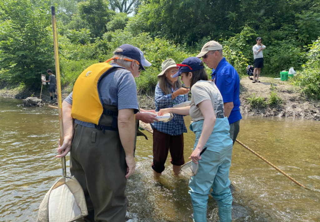 Volunteers in a stream looking at macroinvertebrates in a tray
